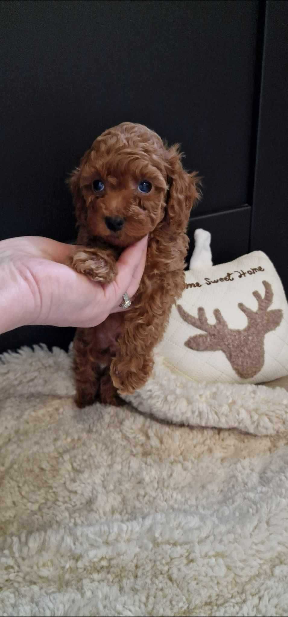 Pudel Toy red brown malutki chłopczyk