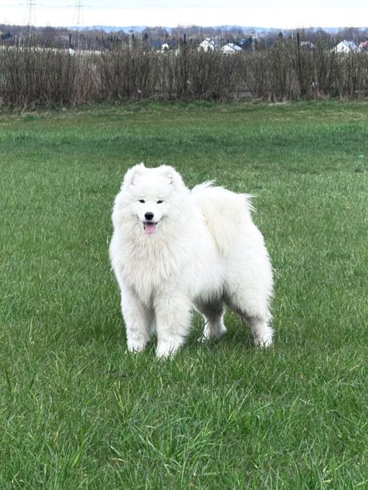 Szczenię Samoyed ZKwP odbiór GRUDZIEŃ 2025