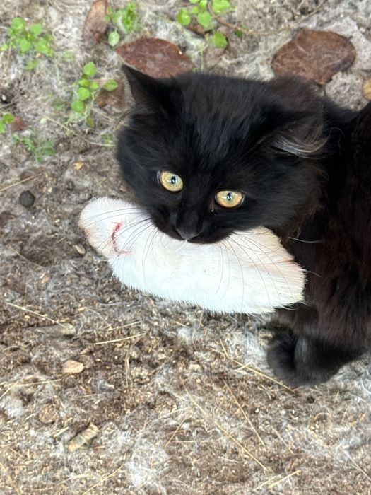 Отдам в добрые руки