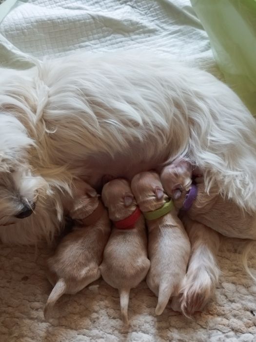 Maltipoo rezerwacja