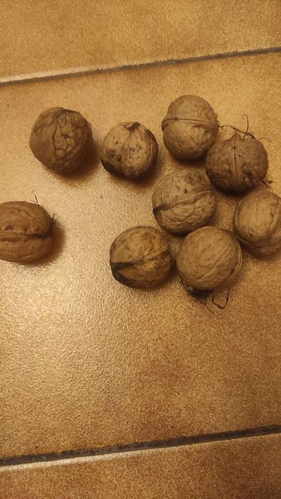 Orzechy włoskie z tegorocznego zbioru.