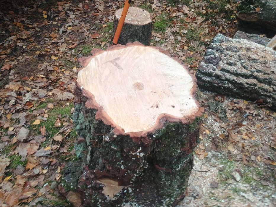 Plastry ,pieńki, podstawki pod donice,świeczniki z drewna.Cena od 5 zł