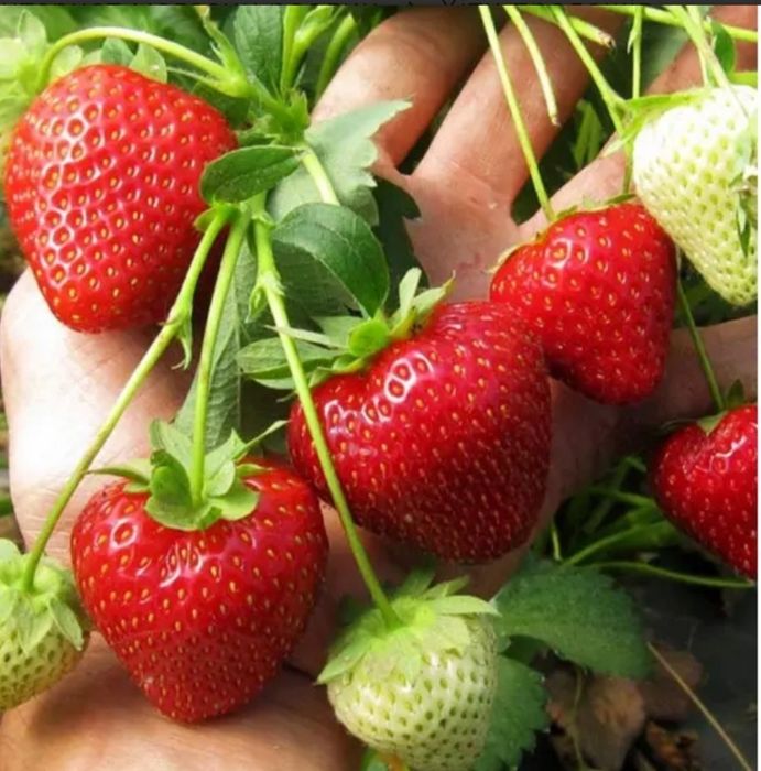 Клубника Альбион