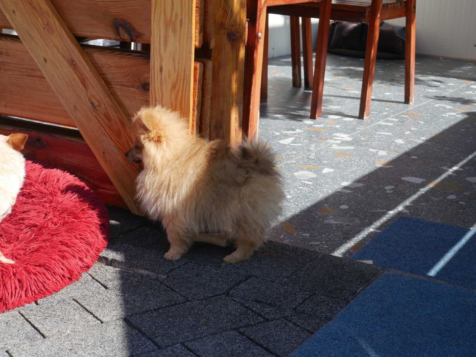 Szpic miniaturowy-Pomeranian -Piesek