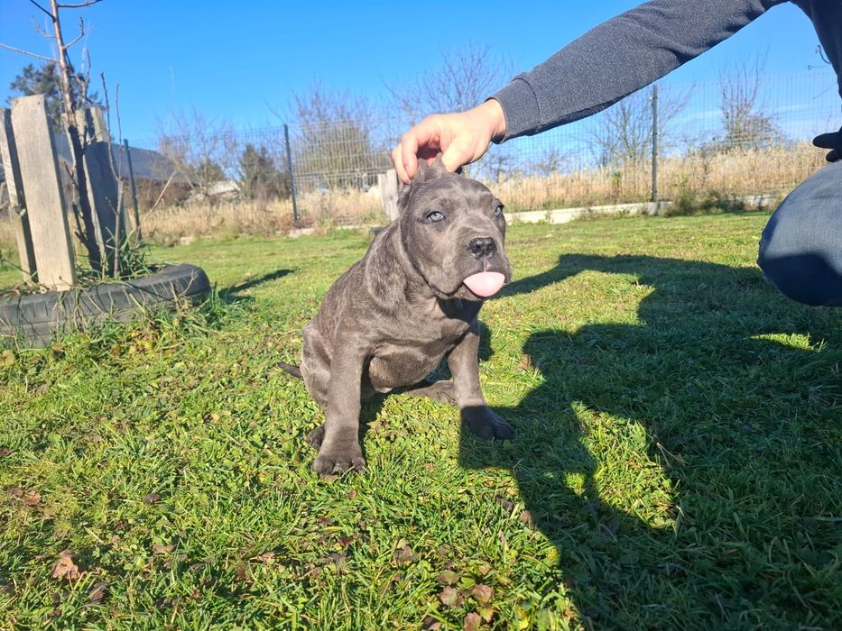 Suczka Cane Corso