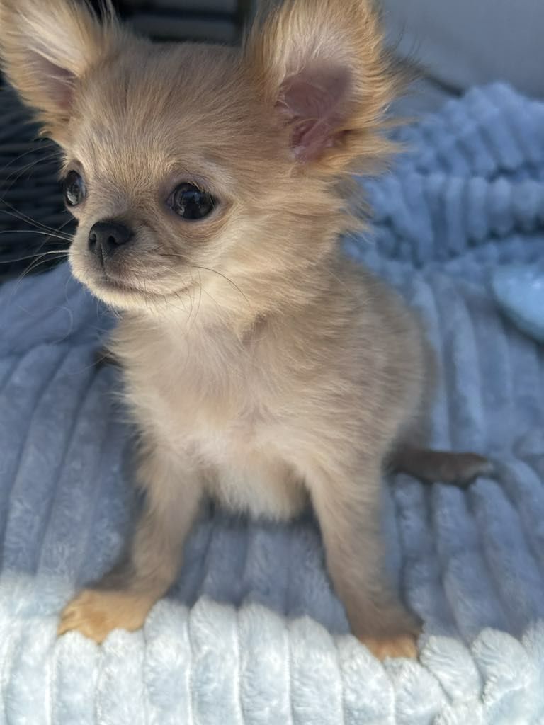 Psy rasowe Chihuahua boy Lilak merle malusi
