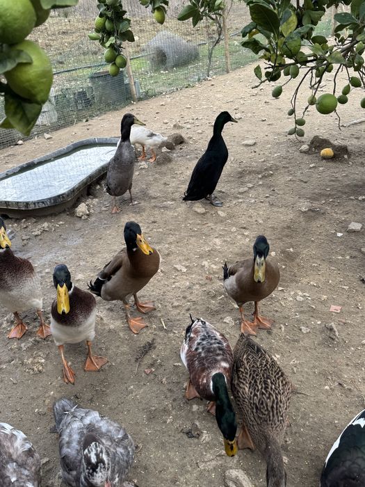 Patos corredores indianos