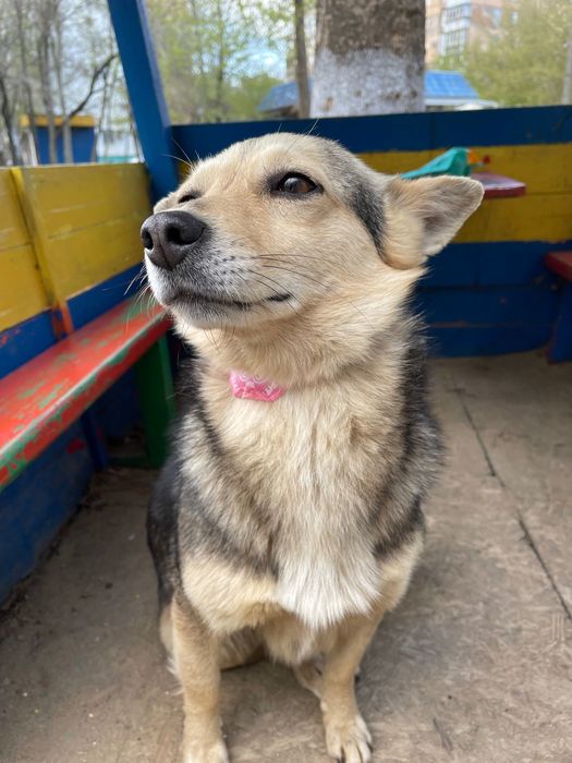 ОТДАЕМ СОБАКУ бесплатно, очень добрая