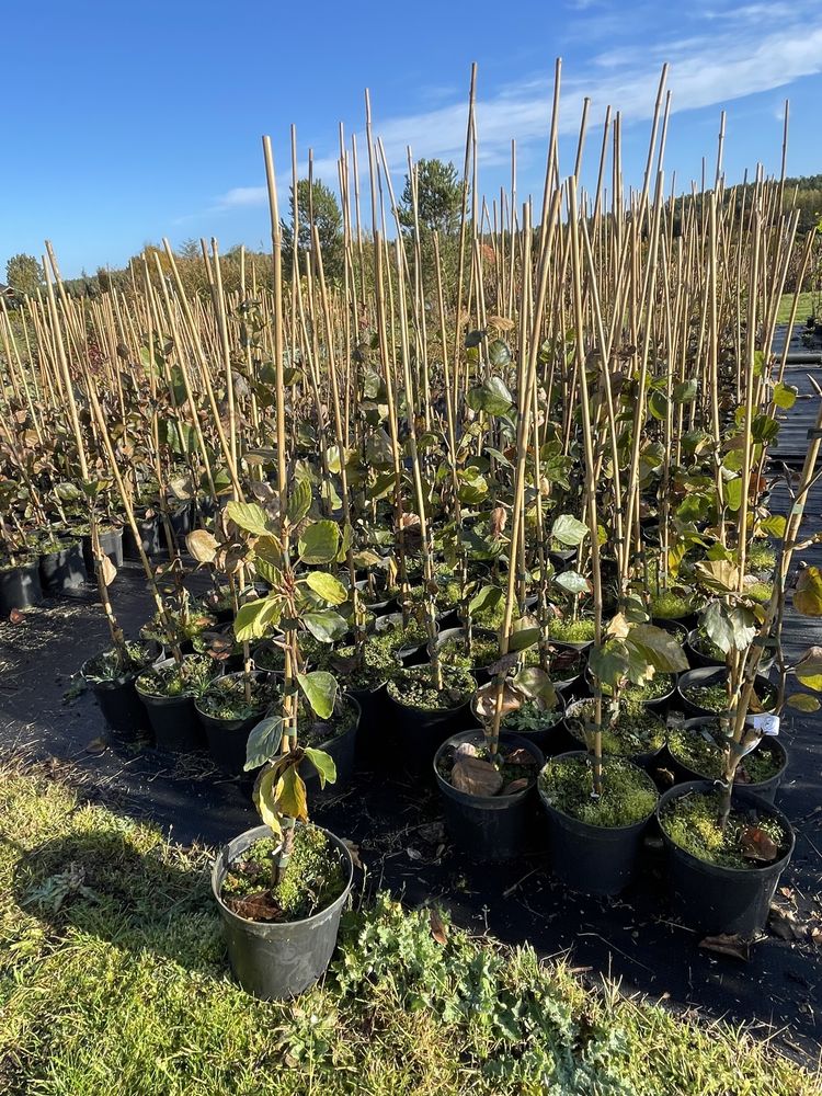 Buk pospolity ’ Pendula ’ Fagus sylvatica