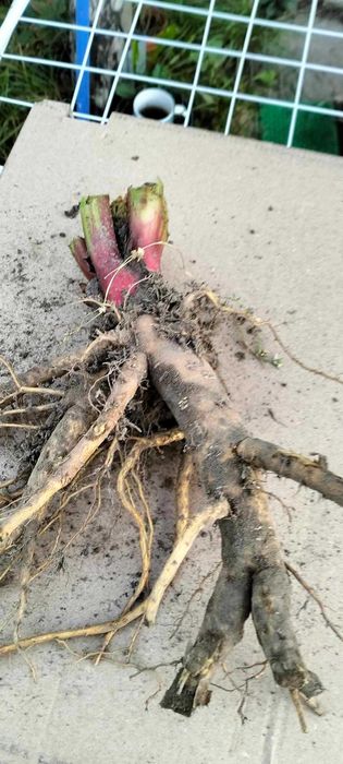 Sadzonki rabarbaru malinowego Lider