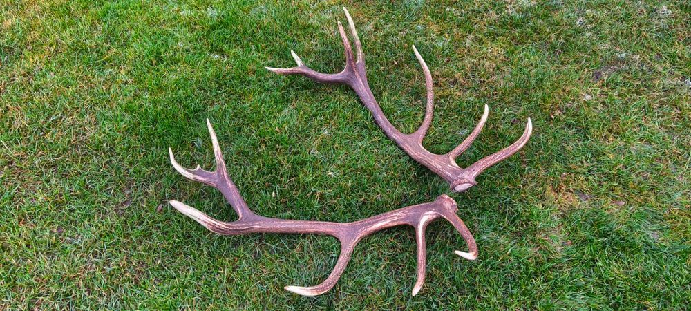 Poroże jelenia bardzo ładna para-komplet