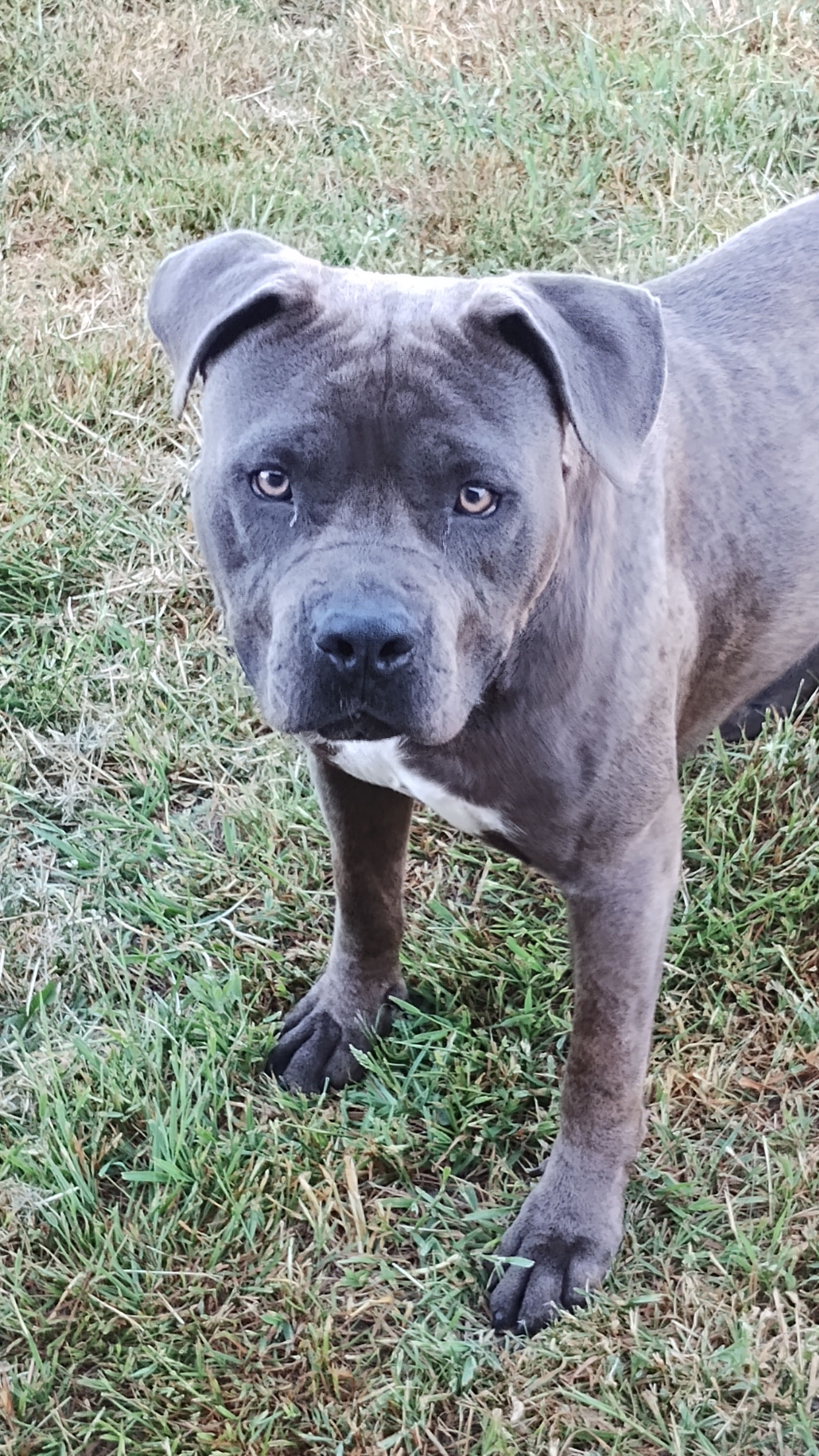 Amstaff amstaf american staffordshire terrier