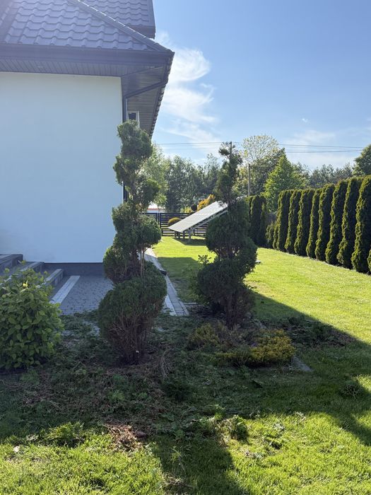 Usuwanie pni drzew karczowanie