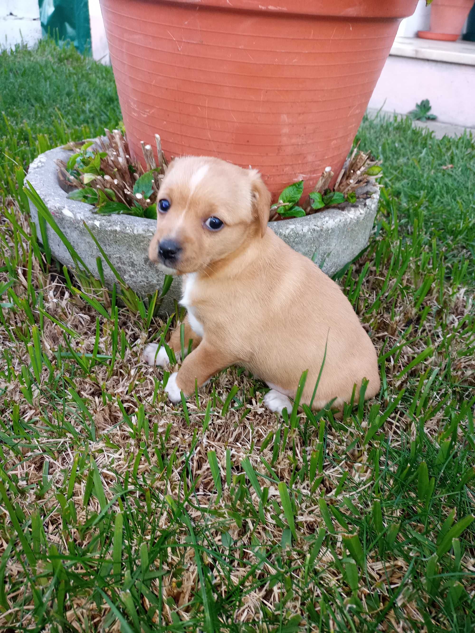 Cãezinhos  e Cadelinha