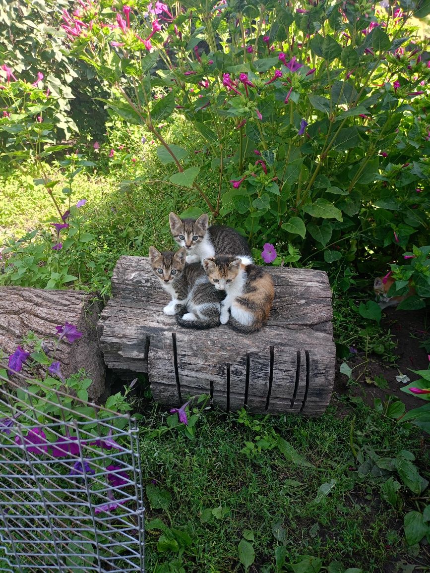 Кошенята в добрі руки