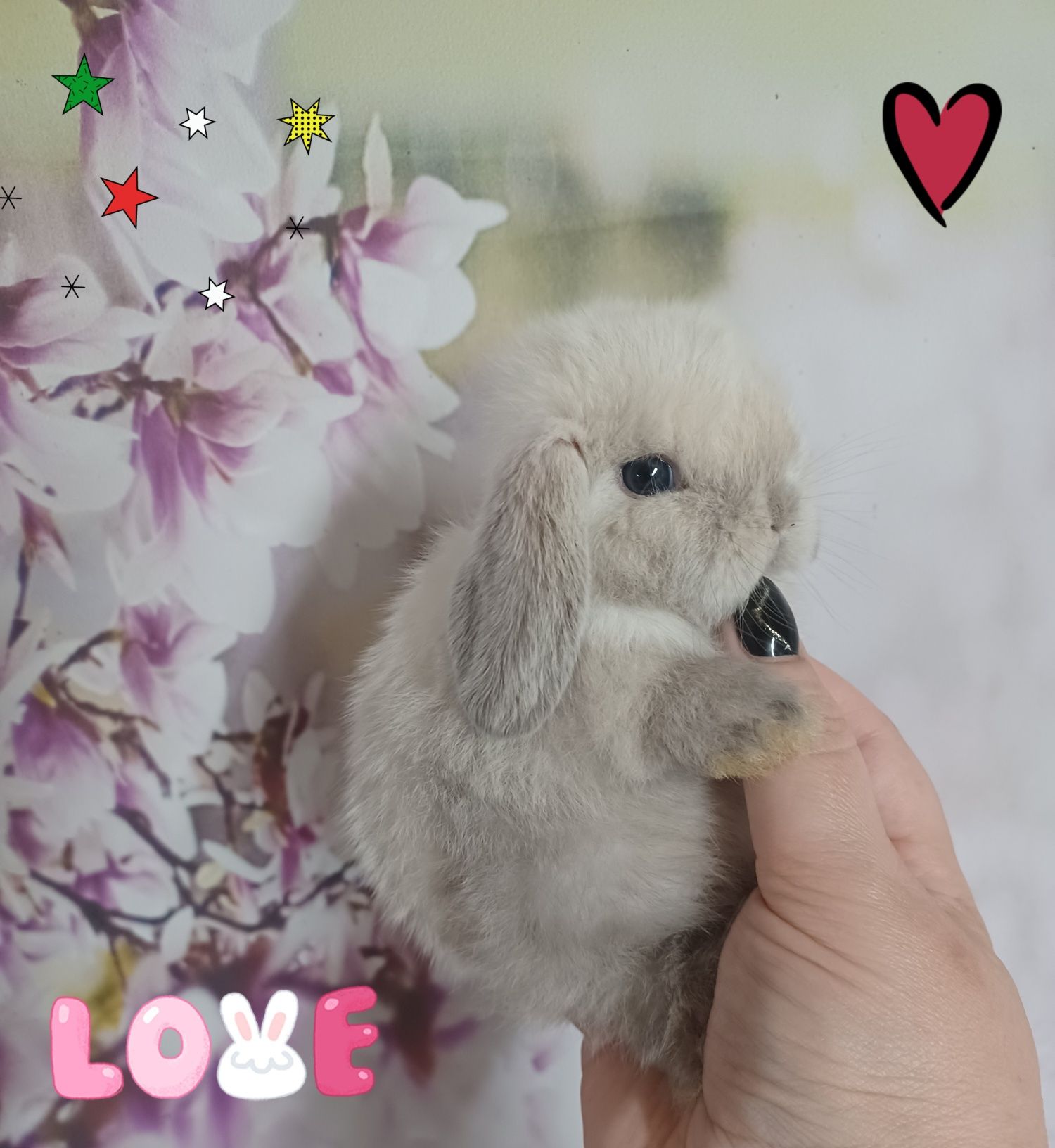 Mini lop miniaturka hodowla zarejestrowana