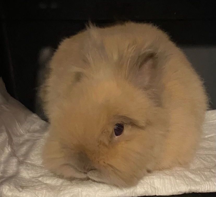 Królik miniaturka, króliczek karzełek, karzełek teddy 100%