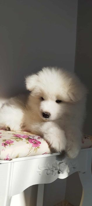 Samoyed szczenię