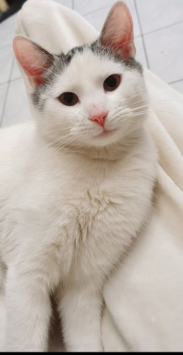 Młoda kotka Śnieżka do adopcji