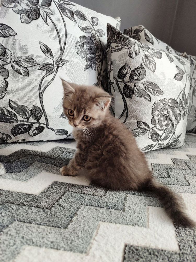 Кошеня дівчинка 1,5 місяці