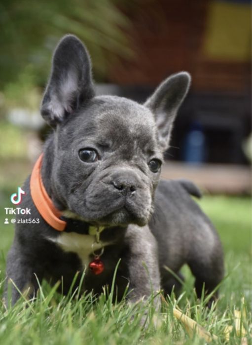 Минм! Голубые фрвнцузские малыши