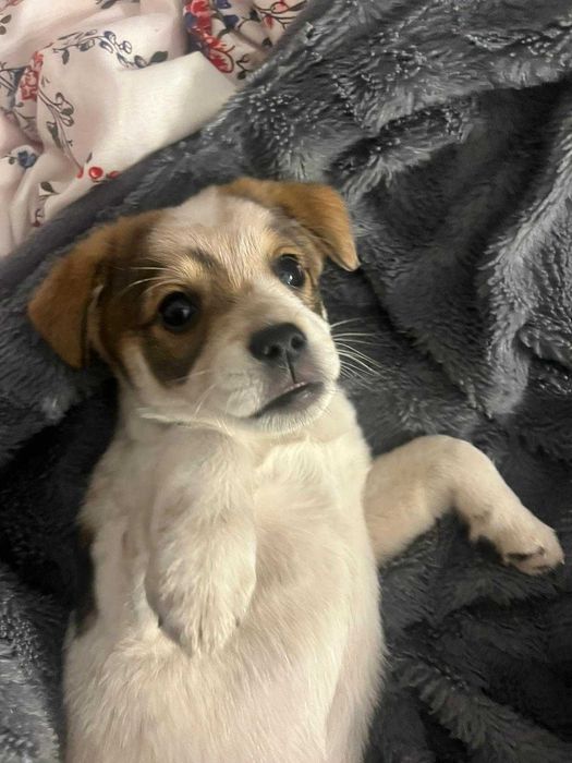 Oddam szczenięta w dobre ręce