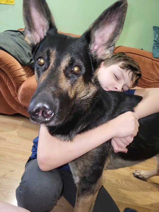 Кобель вівчарки вязка