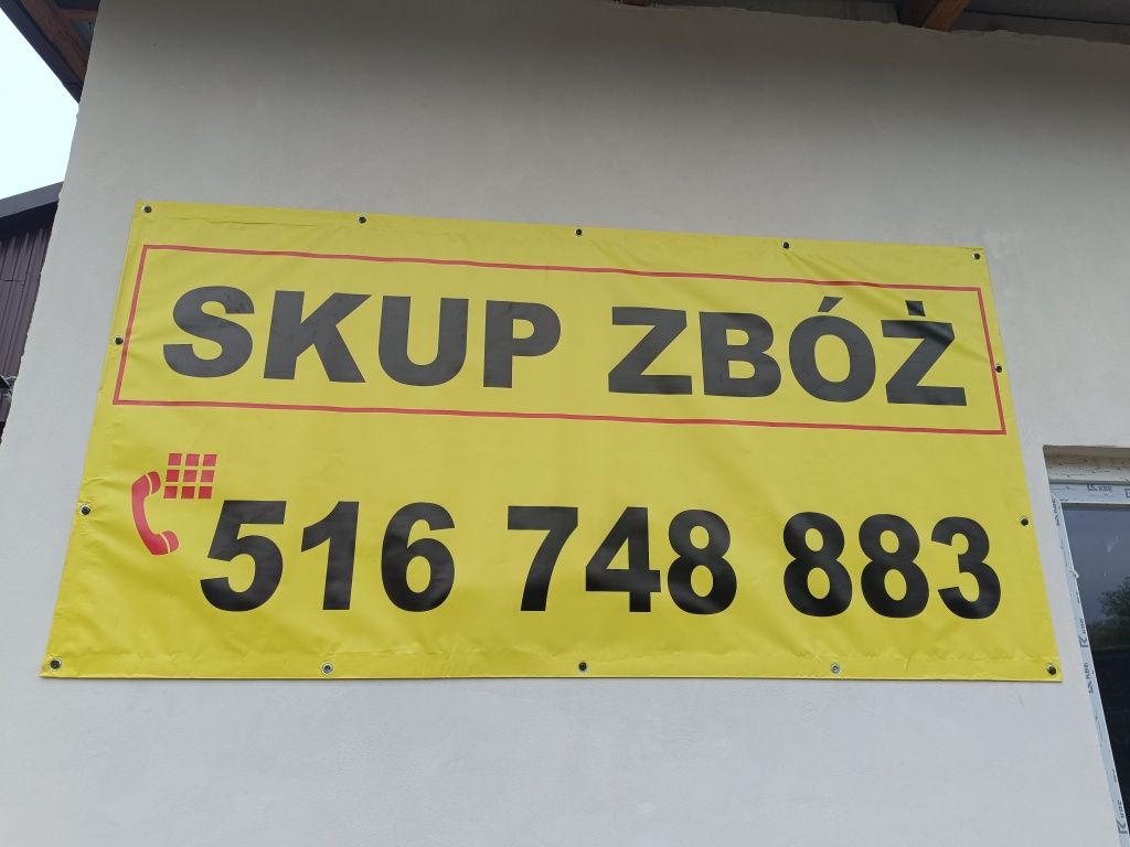 Skup zbóż żyto kukurydza pszenica pszenżyto owies i inny