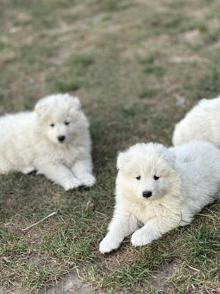 Piesek Samoyed Samojed. Zapraszamy