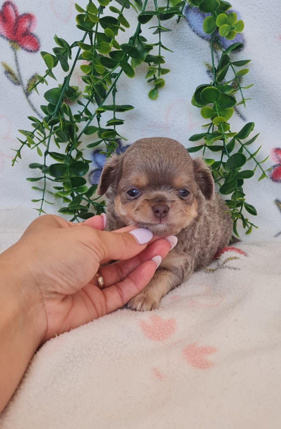 Excelente menina mini semi pelo Chihuahua/Chiuaua de Qualidade, linhag