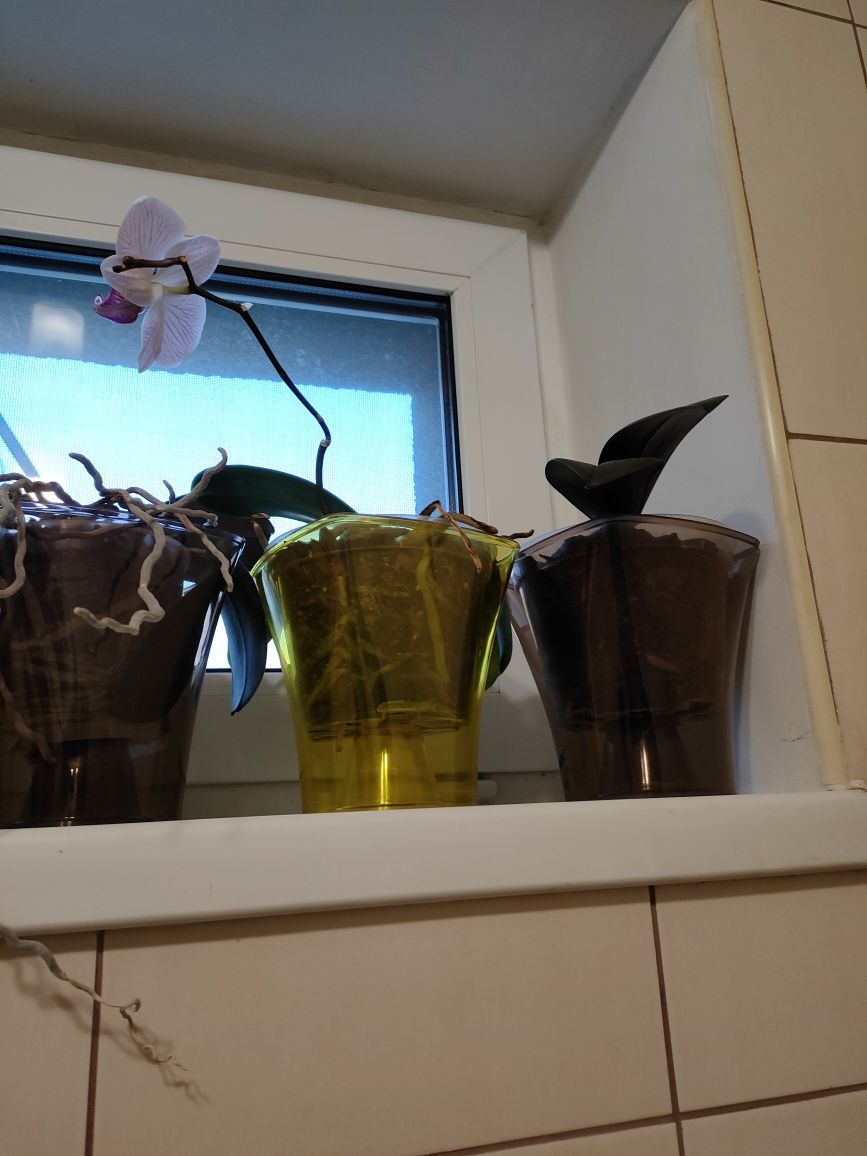 Продам орхідеї фаленопсіс