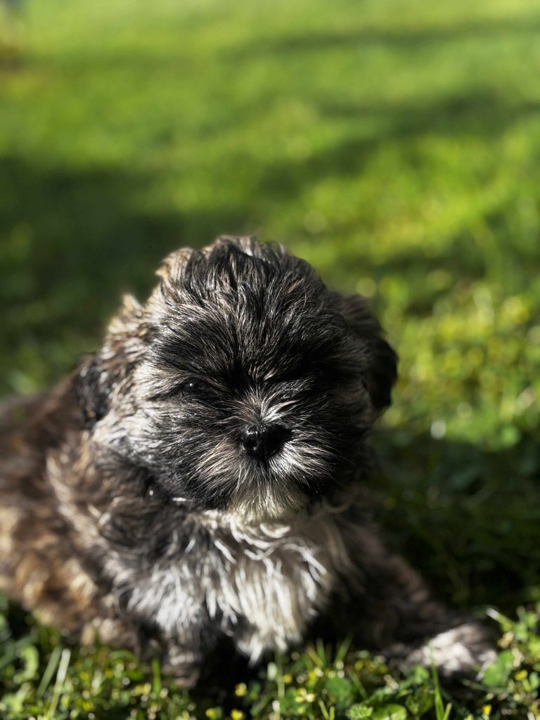 Piesek shih tzu tygrysek
