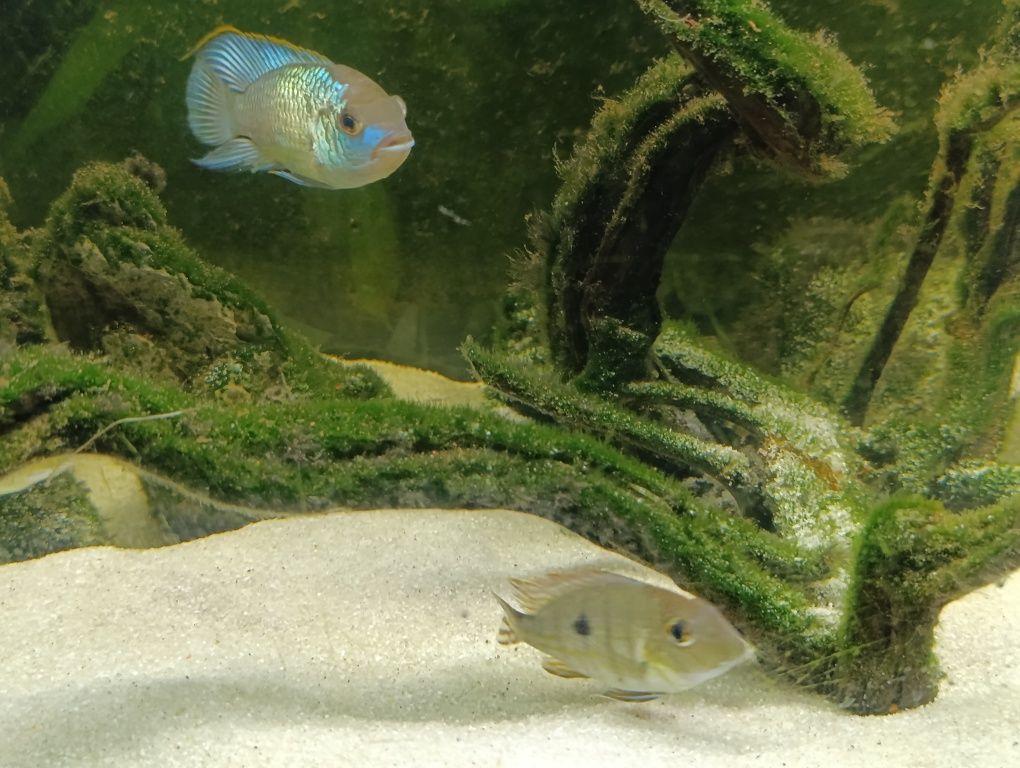 Ciclídeos americanos Electric Blue Acara (Andinoacara Pulcher)
