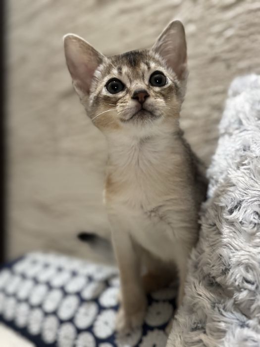 Kot Abisyński SREBRNY- rodowod WCF po Grand International Chempionie