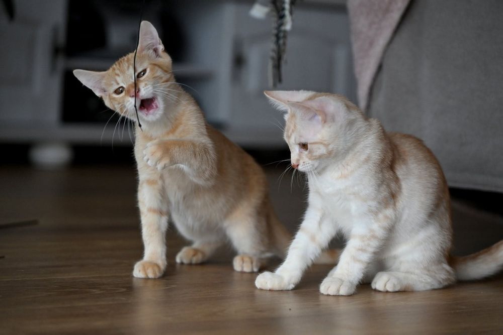 Biszkoptowe kociaki czekają na wspólny dom