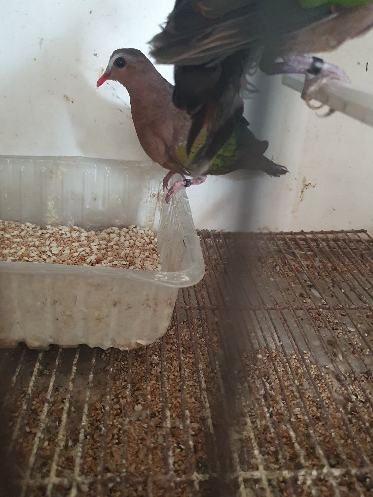 Rola Esmeralda femea já com a muda comleta