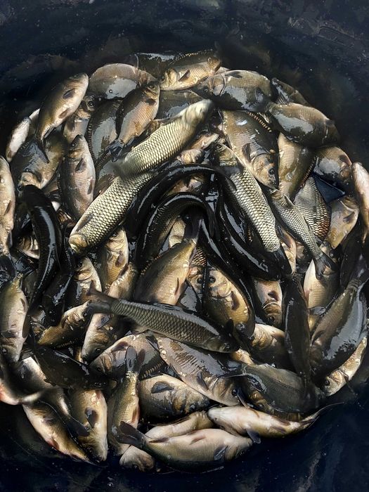 Narybek karpia i amura.