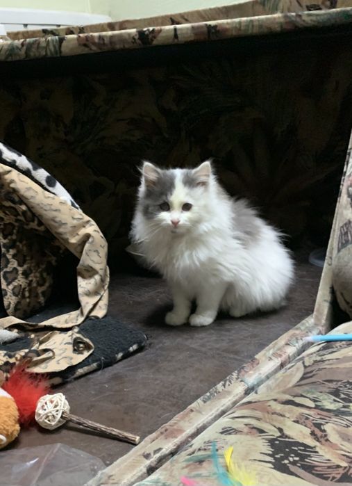 Маленькая пушистая котёнок девочка ищет дом! Котята в хорошие руки!