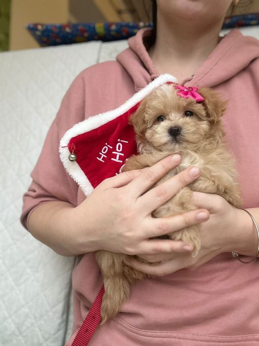 Міні красуня. Радість у сім'ю.  Дружелюбна мальтіпу Ф1 >