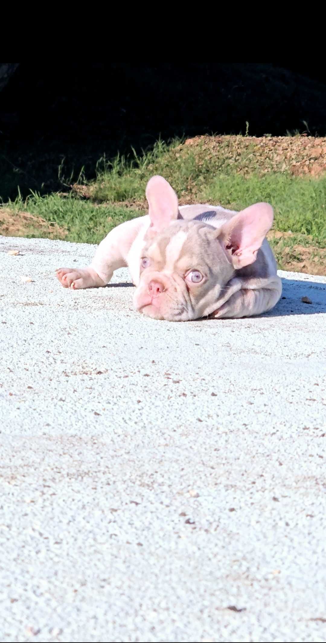 Bulldog francês Macho  Cor News Shade Pied And Tan