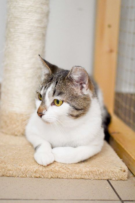 Boguś - przyjazny, towarzyski kot do adopcji!