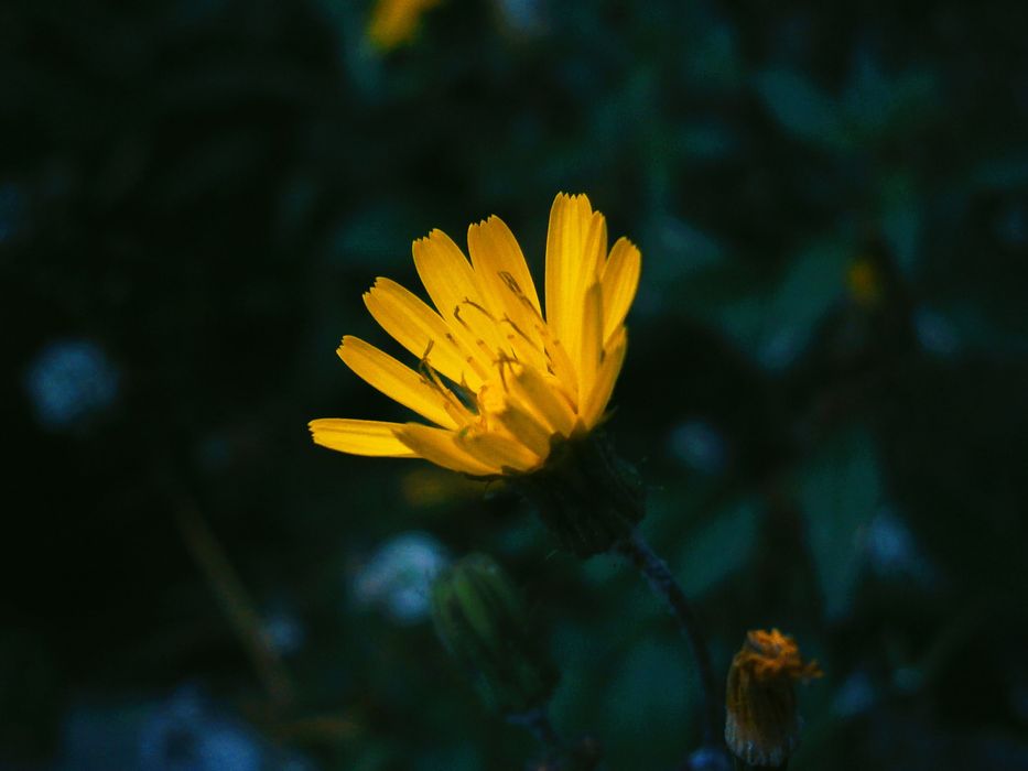 Olympus VH-210 стан ідеальний