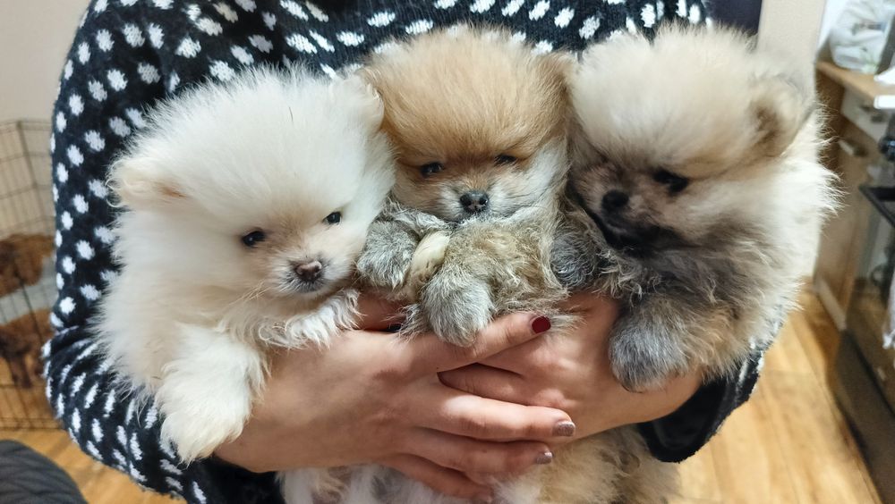 szpic miniaturowy pomeranian