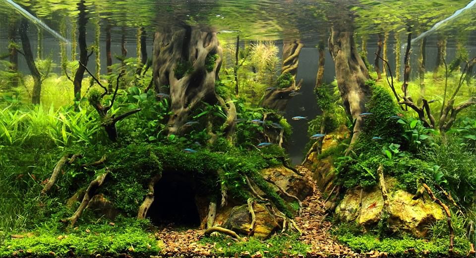 Акваріумні мохи рослини коряги все до акваріума