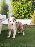 Cachorro border collie