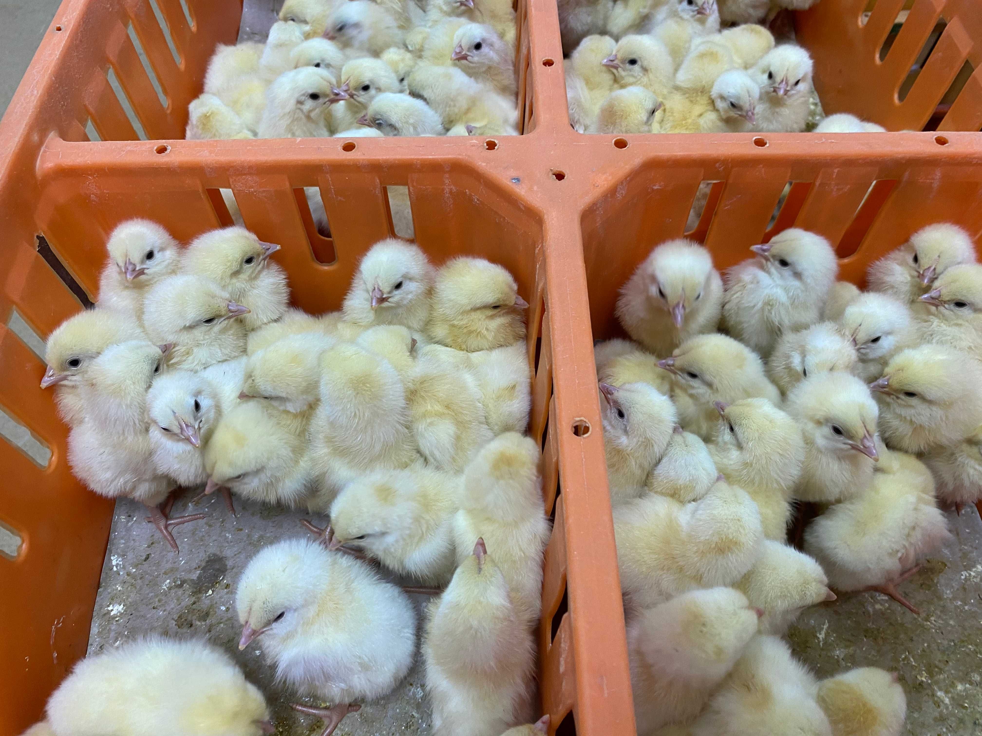Kurczaki pisklęta nioski, Leghorn, Greenshell, Sussex, Rosa, Araucana