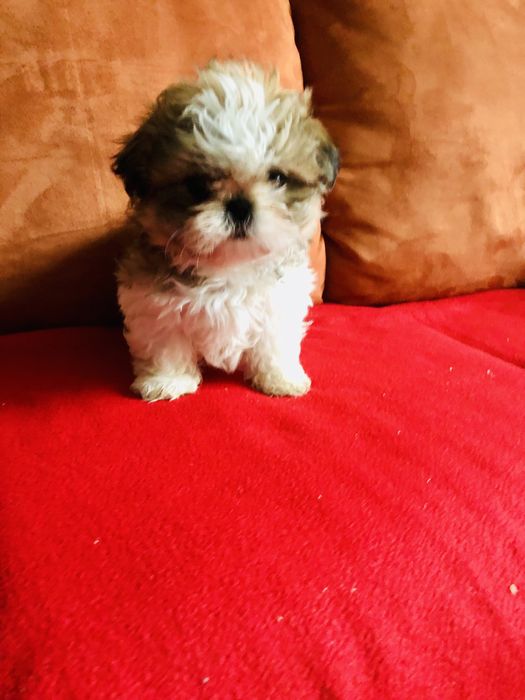 Shih tzu szczeniaczek