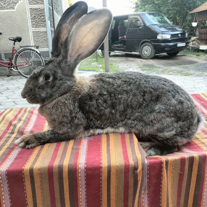 Кролики різних порід