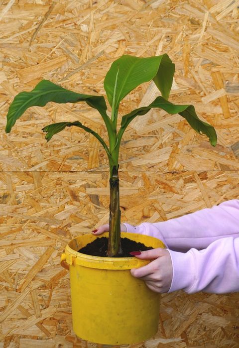 Banan Musa Basjo Bananowiec