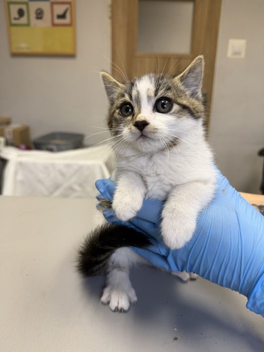 Kukułki - koty, kotki, kocięta, małe, zdrowe, szczepione szukają domow